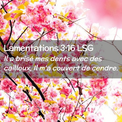 Picture 02 - Lamentations 3:16 LSG - Il a brisé mes dents avec des cailloux, Il m'a - Bible Verse Picture