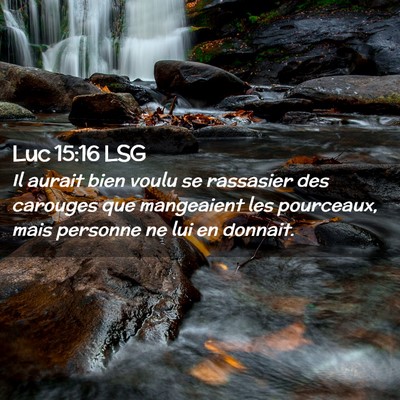Picture 02 - Luc 15:16 LSG - Il aurait bien voulu se rassasier des carouges - Bible Verse Picture