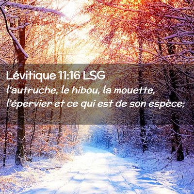 Picture 02 - Lévitique 11:16 LSG - l'autruche, le hibou, la mouette, l'épervier et - Bible Verse Picture