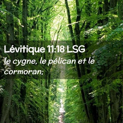 Picture 02 - Lévitique 11:18 LSG - le cygne, le pélican et le - Bible Verse Picture
