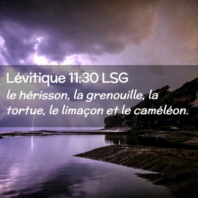 Picture 02 - Lévitique 11:30 LSG - le hérisson, la grenouille, la tortue, le - Bible Verse Picture