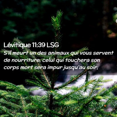 Picture 02 - Lévitique 11:39 LSG - S'il meurt un des animaux qui vous servent de - Bible Verse Picture