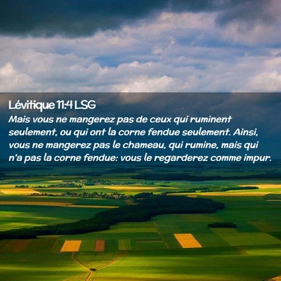 Picture 02 - Lévitique 11:4 LSG - Mais vous ne mangerez pas de ceux qui ruminent - Bible Verse Picture