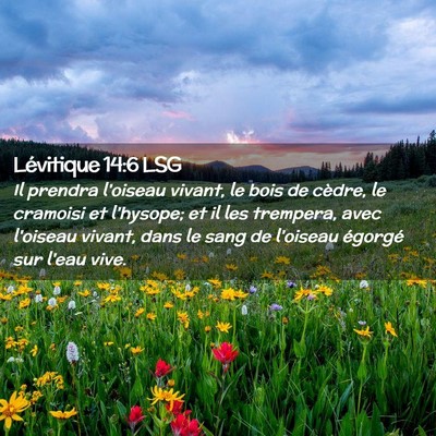 Picture 02 - Lévitique 14:6 LSG - Il prendra l'oiseau vivant, le bois de cèdre, le - Bible Verse Picture