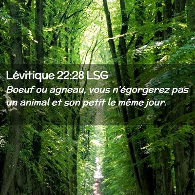 Picture 02 - Lévitique 22:28 LSG - Boeuf ou agneau, vous n'égorgerez pas un animal - Bible Verse Picture