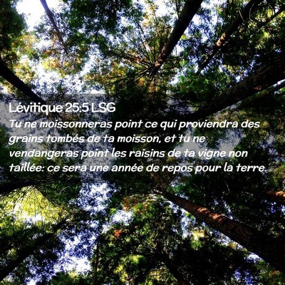 Picture 02 - Lévitique 25:5 LSG - Tu ne moissonneras point ce qui proviendra des - Bible Verse Picture