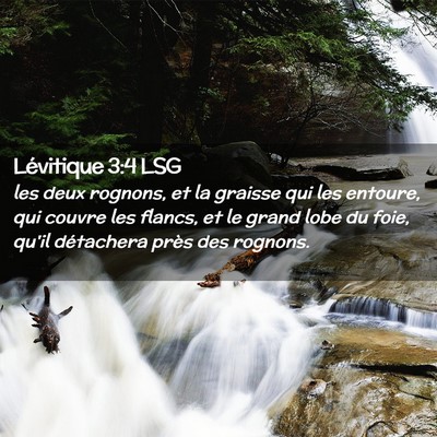 Picture 02 - Lévitique 3:4 LSG - les deux rognons, et la graisse qui les entoure, - Bible Verse Picture