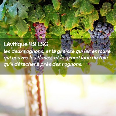 Picture 02 - Lévitique 4:9 LSG - les deux rognons, et la graisse qui les entoure, - Bible Verse Picture