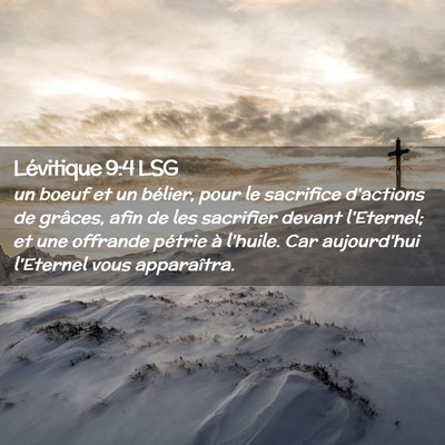 Picture 02 - Lévitique 9:4 LSG - un boeuf et un bélier, pour le sacrifice - Bible Verse Picture