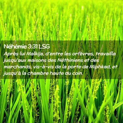 Picture 02 - Néhémie 3:31 LSG - Après lui Malkija, d'entre les orfèvres, - Bible Verse Picture
