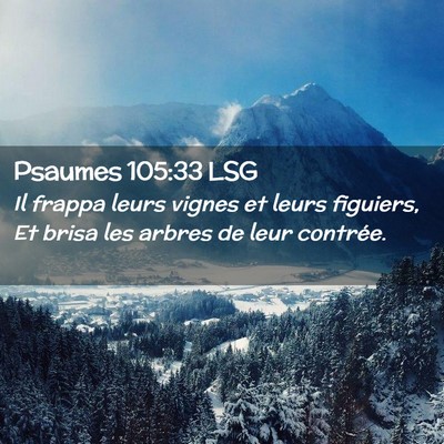 Picture 02 - Psaumes 105:33 LSG - Il frappa leurs vignes et leurs figuiers, Et - Bible Verse Picture