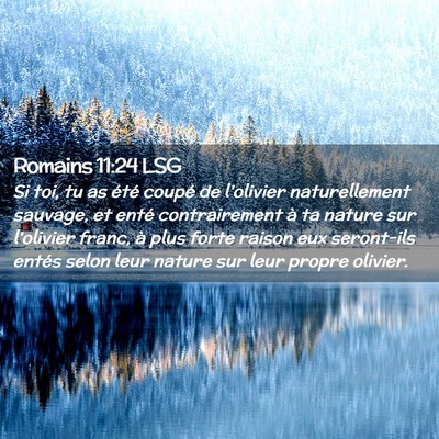 Picture 02 - Romains 11:24 LSG - Si toi, tu as été coupé de l'olivier - Bible Verse Picture