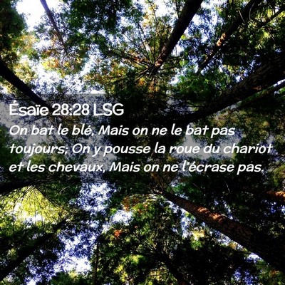 Picture 02 - Ésaïe 28:28 LSG - On bat le blé, Mais on ne le bat pas toujours; - Bible Verse Picture