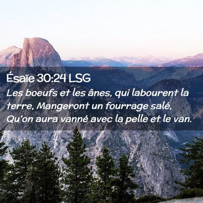 Picture 02 - Ésaïe 30:24 LSG - Les boeufs et les ânes, qui labourent la terre, - Bible Verse Picture
