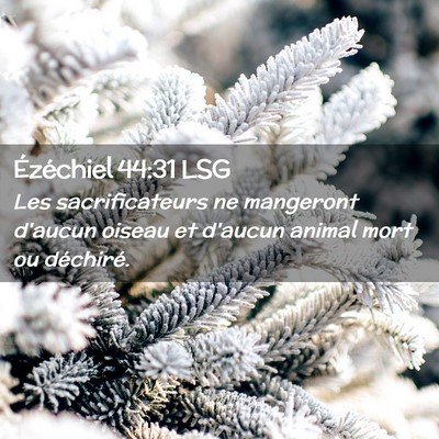 Picture 02 - Ézéchiel 44:31 LSG - Les sacrificateurs ne mangeront d'aucun oiseau et - Bible Verse Picture