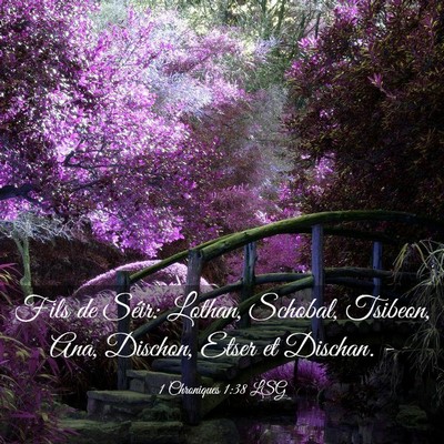 Picture 03 - 1 Chroniques 1:38 LSG - Fils de Séir: Lothan, Schobal, Tsibeon, Ana, - Bible Verse Picture
