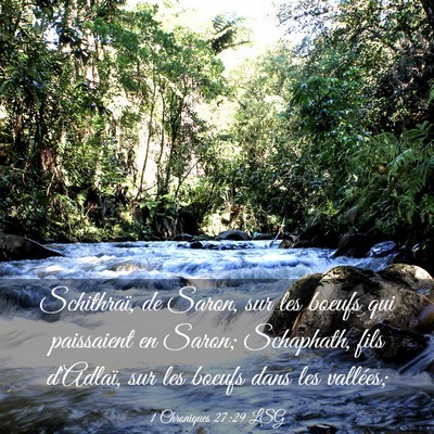 Picture 03 - 1 Chroniques 27:29 LSG - Schithraï, de Saron, sur les boeufs qui - Bible Verse Picture