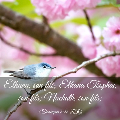 Picture 03 - 1 Chroniques 6:26 LSG - Elkana, son fils; Elkana Tsophaï, son fils; - Bible Verse Picture