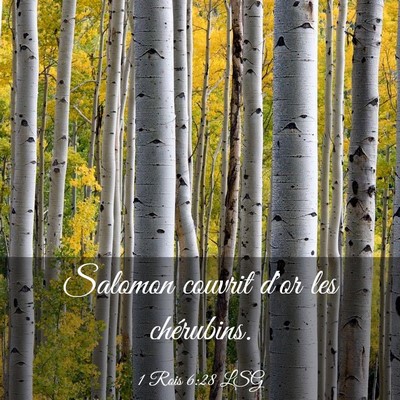 Picture 03 - 1 Rois 6:28 LSG - Salomon couvrit d'or les - Bible Verse Picture
