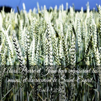 Picture 03 - Actes 8:17 LSG - Alors Pierre et Jean leur imposèrent les mains, - Bible Verse Picture