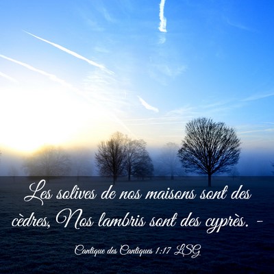 Picture 03 - Cantique des Cantiques 1:17 LSG - Les solives de nos maisons sont des cèdres, Nos - Bible Verse Picture