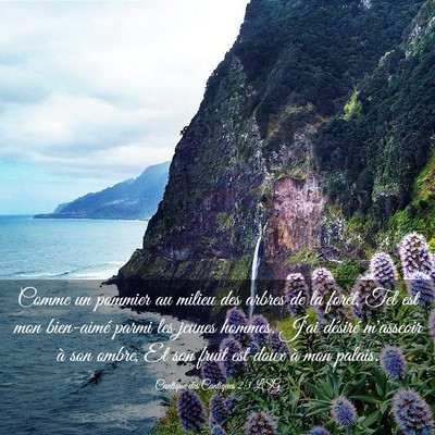 Picture 03 - Cantique des Cantiques 2:3 LSG - Comme un pommier au milieu des arbres de la - Bible Verse Picture