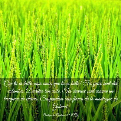 Picture 03 - Cantique des Cantiques 4:1 LSG - Que tu es belle, mon amie, que tu es belle! Tes - Bible Verse Picture