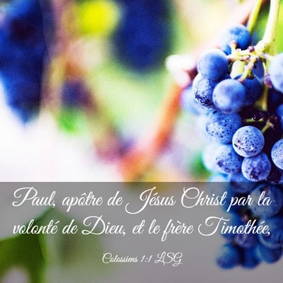 Picture 03 - Colossiens 1:1 LSG - Paul, apôtre de Jésus Christ par la volonté de - Bible Verse Picture