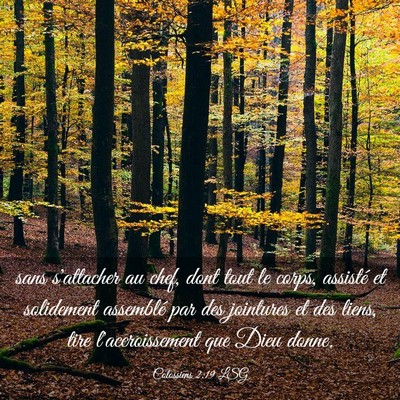Picture 03 - Colossiens 2:19 LSG - sans s'attacher au chef, dont tout le corps, - Bible Verse Picture