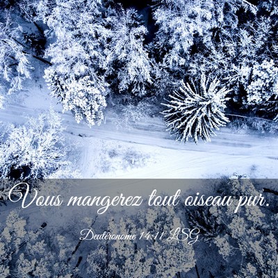 Picture 03 - Deutéronome 14:11 LSG - Vous mangerez tout oiseau - Bible Verse Picture