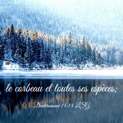Picture 03 - Deutéronome 14:14 LSG - le corbeau et toutes ses - Bible Verse Picture