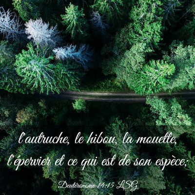 Picture 03 - Deutéronome 14:15 LSG - l'autruche, le hibou, la mouette, l'épervier et - Bible Verse Picture