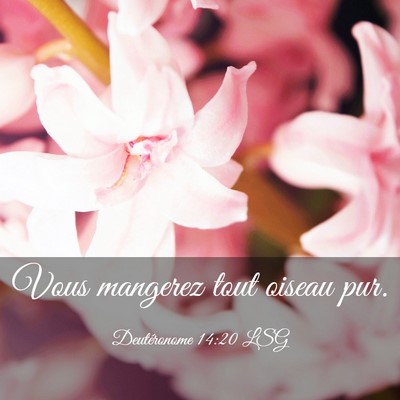 Picture 03 - Deutéronome 14:20 LSG - Vous mangerez tout oiseau - Bible Verse Picture