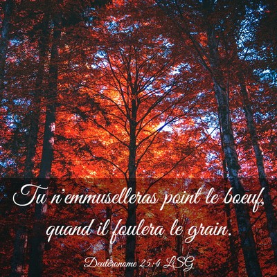Picture 03 - Deutéronome 25:4 LSG - Tu n'emmuselleras point le boeuf, quand il - Bible Verse Picture
