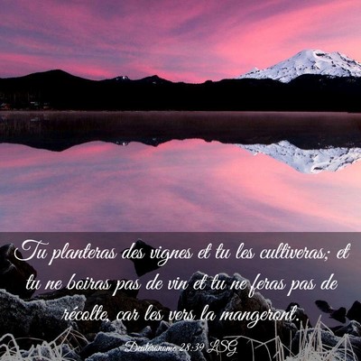 Picture 03 - Deutéronome 28:39 LSG - Tu planteras des vignes et tu les cultiveras; et - Bible Verse Picture