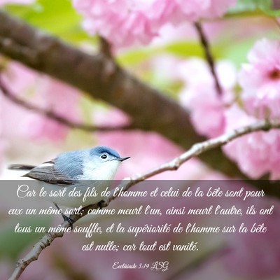 Picture 03 - Ecclésiaste 3:19 LSG - Car le sort des fils de l'homme et celui de la - Bible Verse Picture