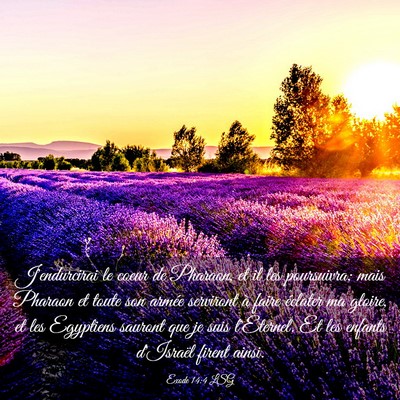 Picture 03 - Exode 14:4 LSG - J'endurcirai le coeur de Pharaon, et il les - Bible Verse Picture