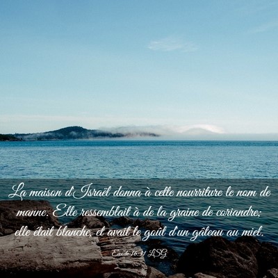 Picture 03 - Exode 16:31 LSG - La maison d'Israël donna à cette nourriture le - Bible Verse Picture