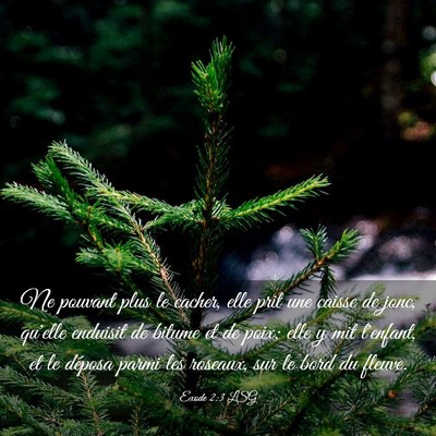 Picture 03 - Exode 2:3 LSG - Ne pouvant plus le cacher, elle prit une caisse - Bible Verse Picture