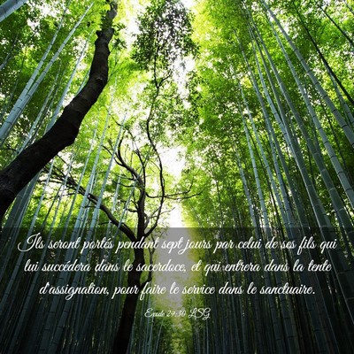 Picture 03 - Exode 29:30 LSG - Ils seront portés pendant sept jours par celui - Bible Verse Picture
