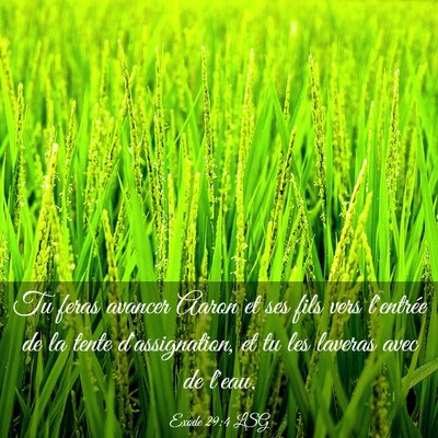 Picture 03 - Exode 29:4 LSG - Tu feras avancer Aaron et ses fils vers l'entrée - Bible Verse Picture
