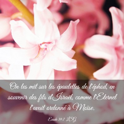 Picture 03 - Exode 39:7 LSG - On les mit sur les épaulettes de l'éphod, en - Bible Verse Picture