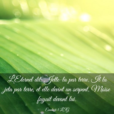 Picture 03 - Exode 4:3 LSG - L'Eternel dit: Jette-la par terre. Il la jeta par - Bible Verse Picture
