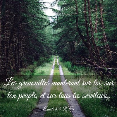 Picture 03 - Exode 8:4 LSG - Les grenouilles monteront sur toi, sur ton - Bible Verse Picture