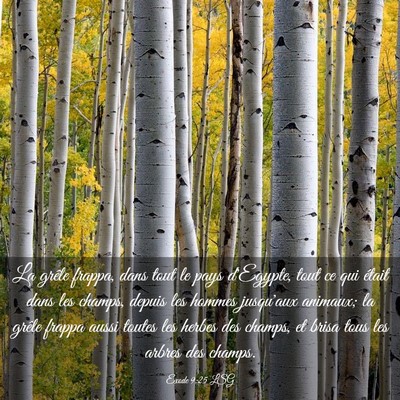 Picture 03 - Exode 9:25 LSG - La grêle frappa, dans tout le pays d'Egypte, - Bible Verse Picture