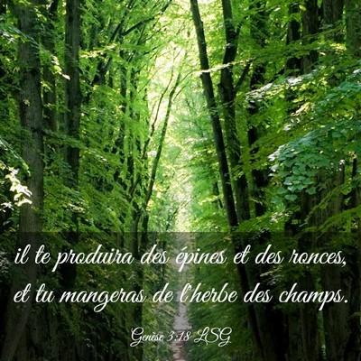 Picture 03 - Genèse 3:18 LSG - il te produira des épines et des ronces, et tu - Bible Verse Picture