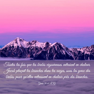 Picture 03 - Genèse 30:41 LSG - Toutes les fois que les brebis vigoureuses - Bible Verse Picture