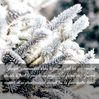 Picture 03 - Genèse 42:6 LSG - Joseph commandait dans le pays; c'est lui qui - Bible Verse Picture