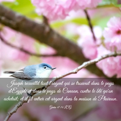 Picture 03 - Genèse 47:14 LSG - Joseph recueillit tout l'argent qui se trouvait - Bible Verse Picture