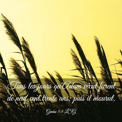 Picture 03 - Genèse 5:5 LSG - Tous les jours qu'Adam vécut furent de neuf cent - Bible Verse Picture